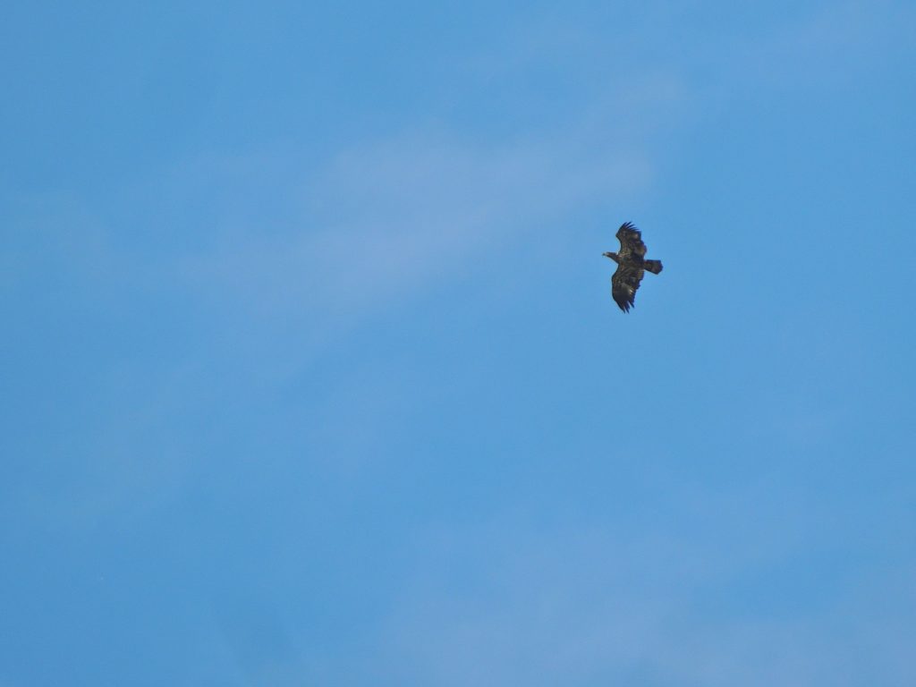 Bald Eagle - juvenile