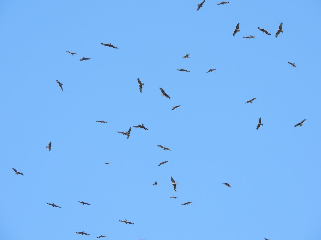 Black Kites - a few of thousands