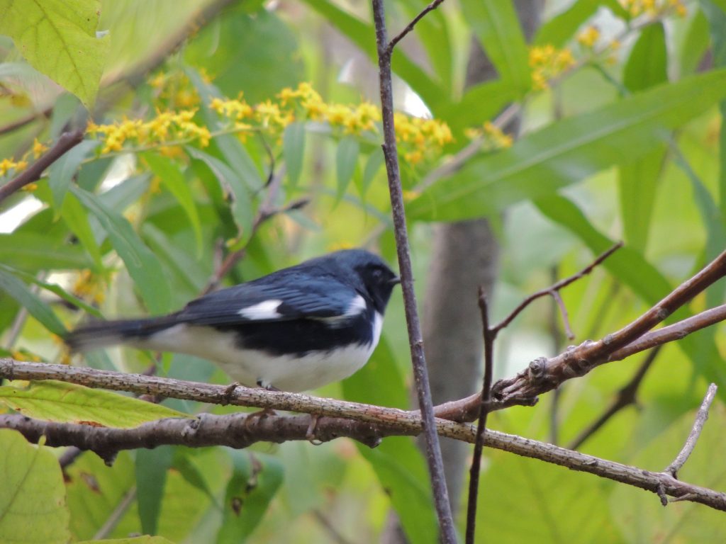 Black-throated Blue Warbler