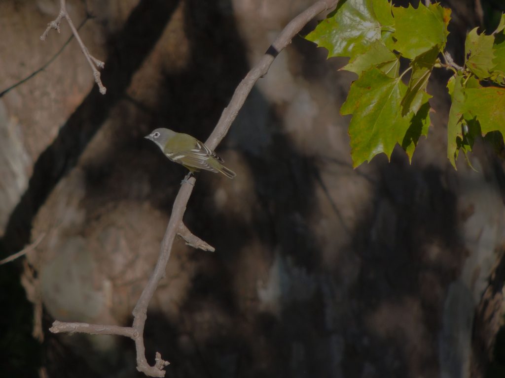 Blue-headed Vireo