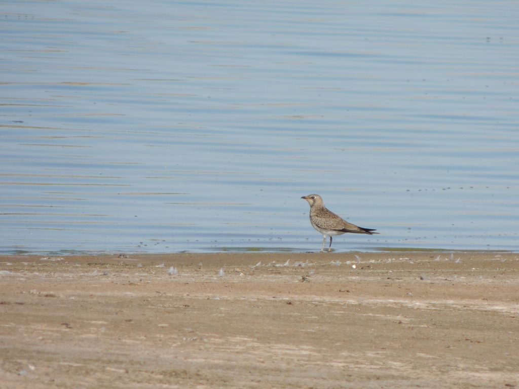 Collared Pratincole (juv)