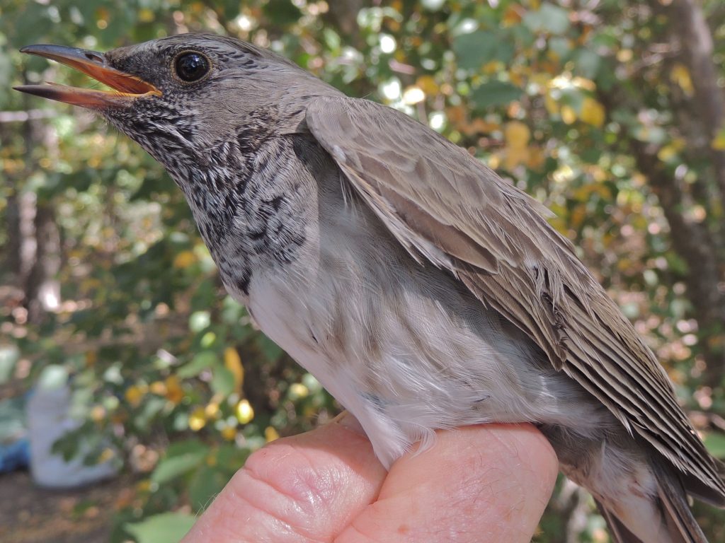 Black-collared Thrush