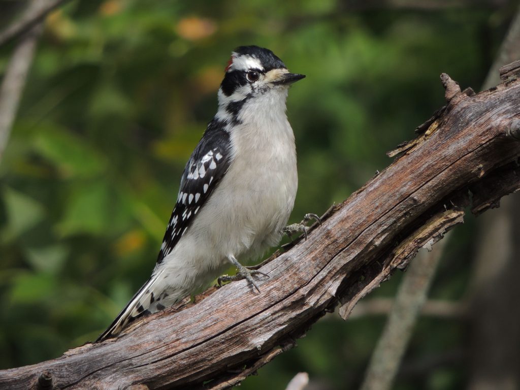 Downy Woodpecker