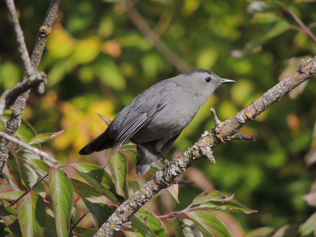 Gray Catbird