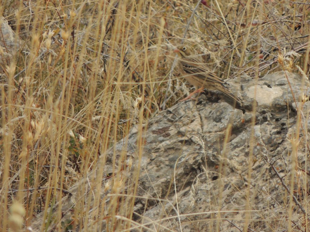 Grey-collared Bunting