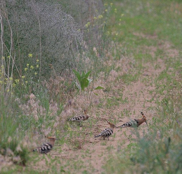 Hoopoes. Photo by Lucia Turkokova.