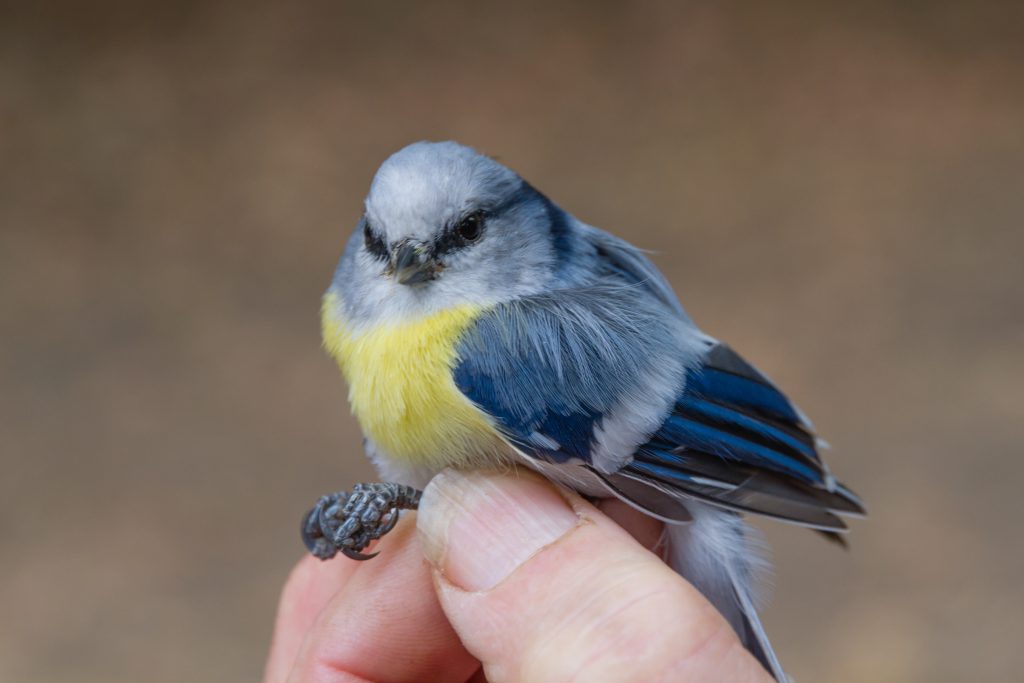 Azure Tit. Photo Larry Hubble