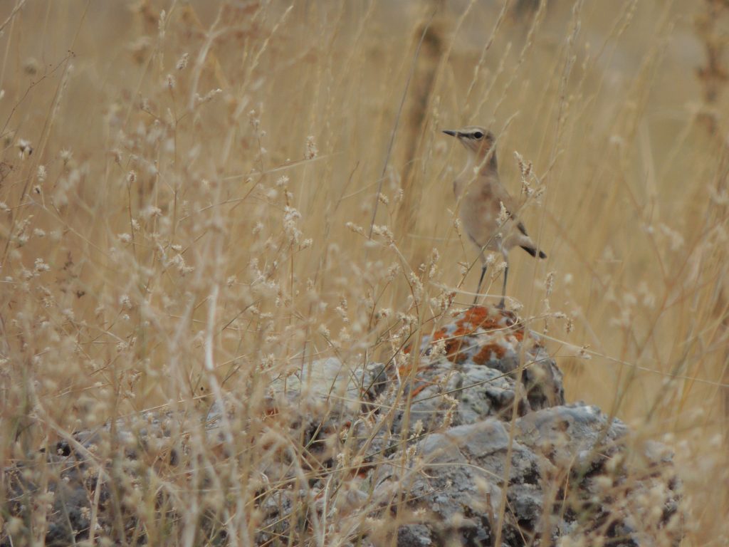 Isabelline Wheatear