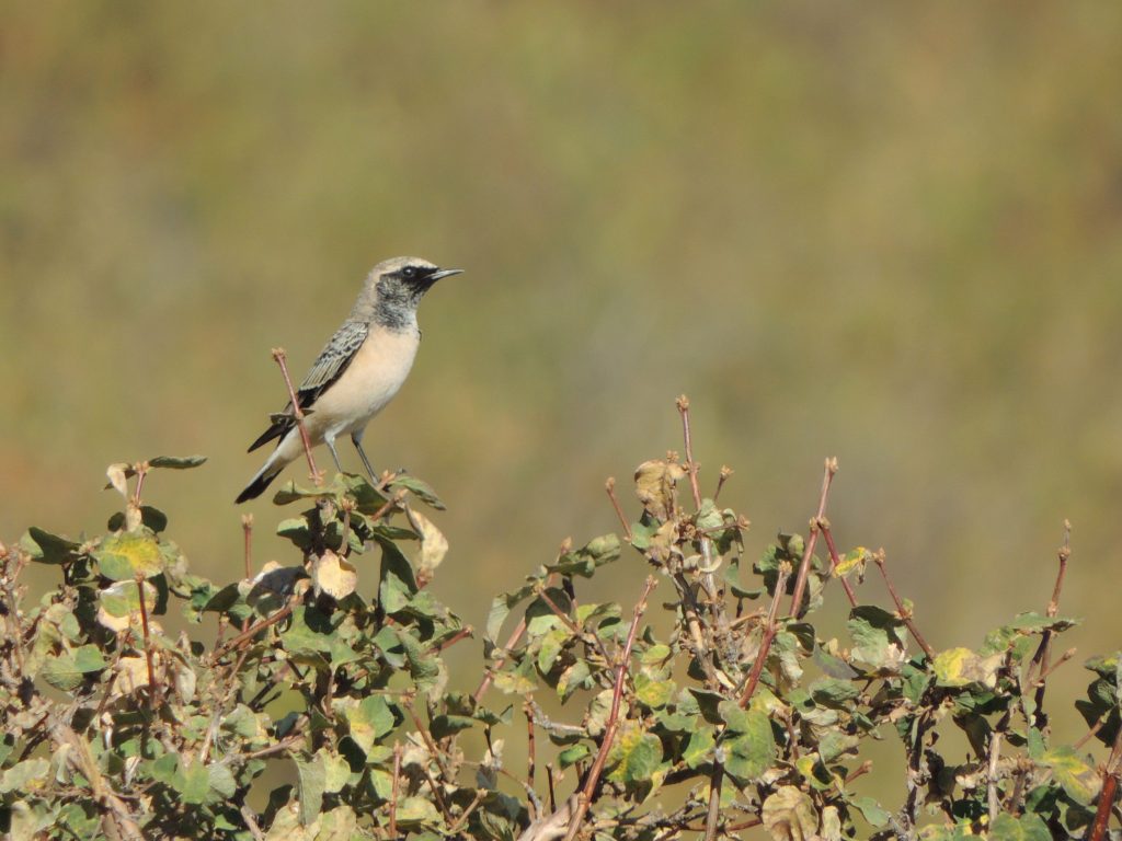 Pied Wheatear