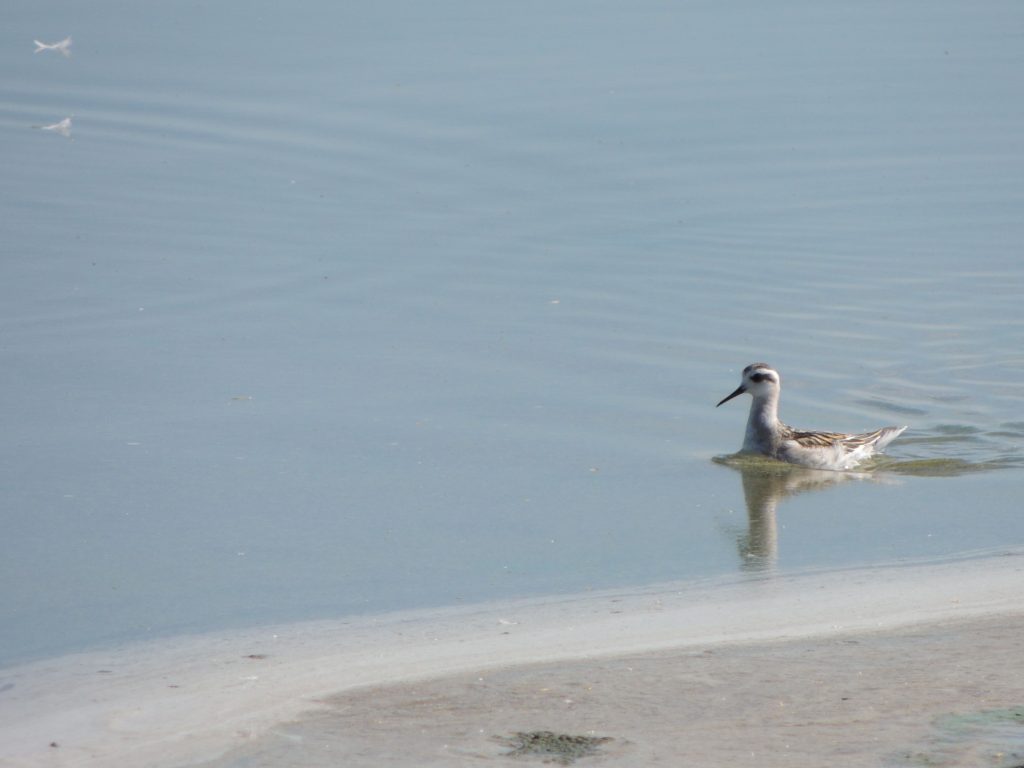 Red-necked Phalarope