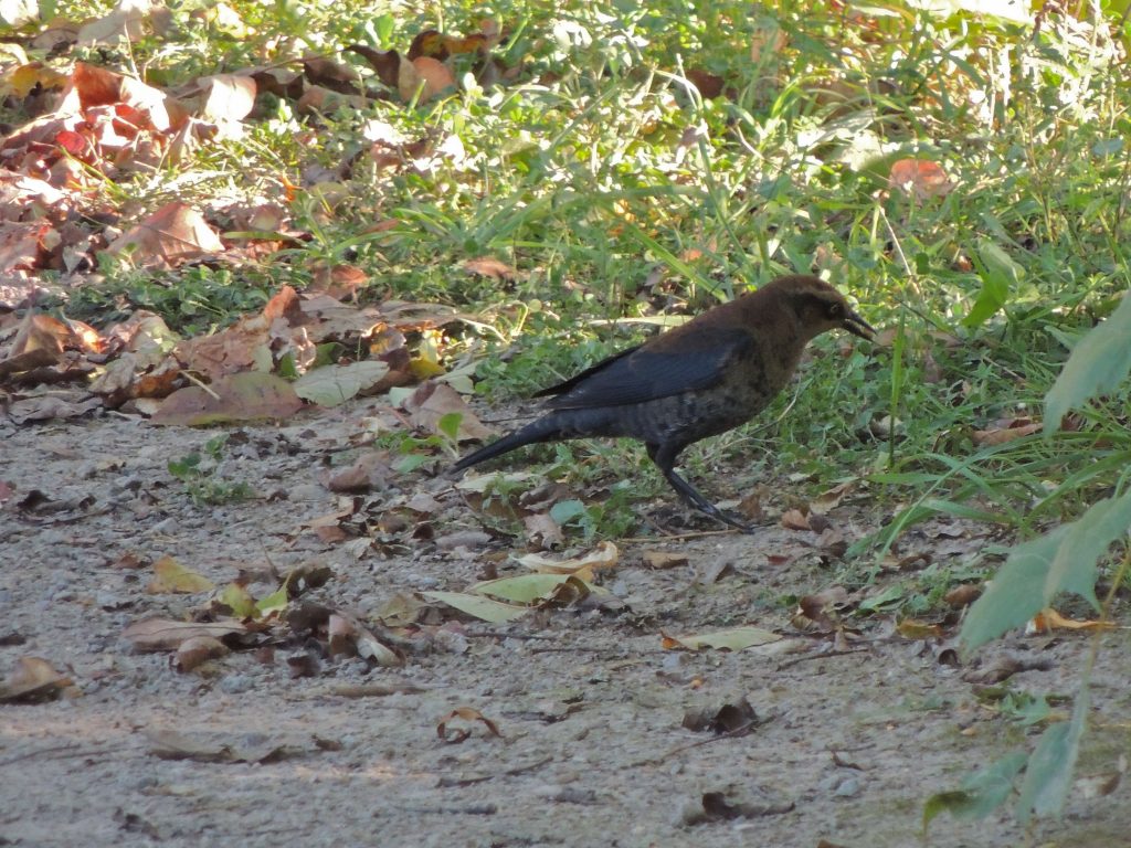 Rusty Blackbird