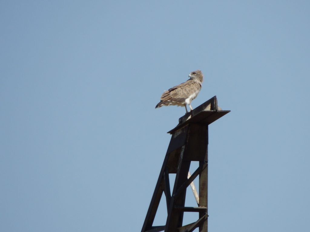 Short-toed Eagle