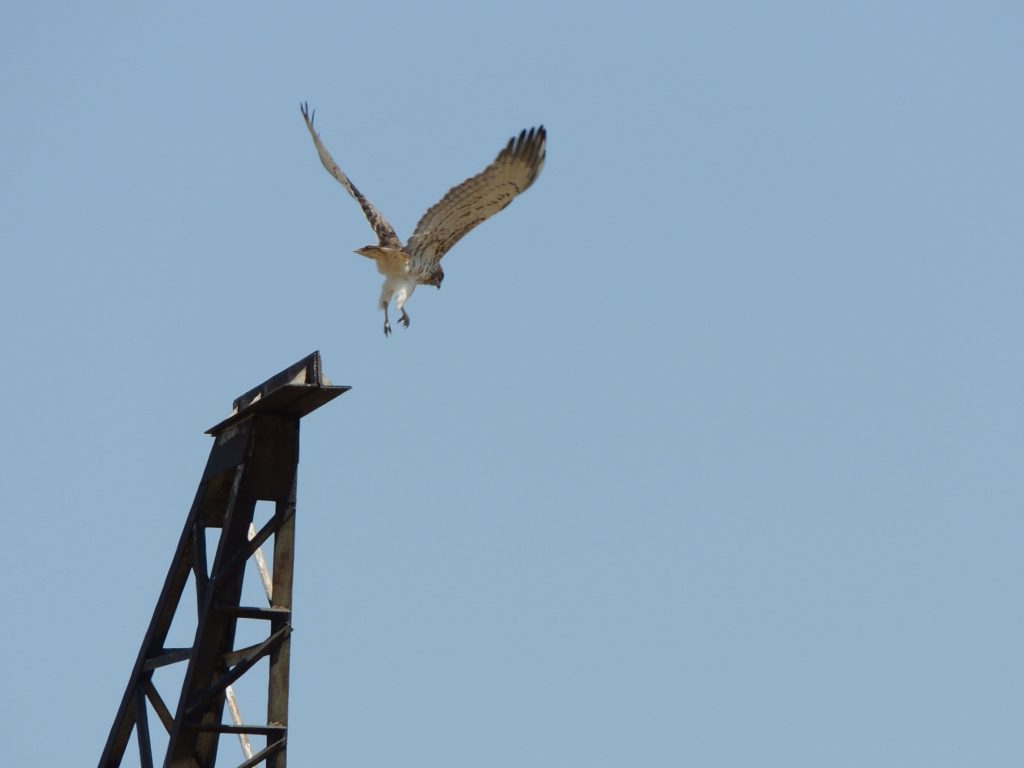 Short-toed Eagle