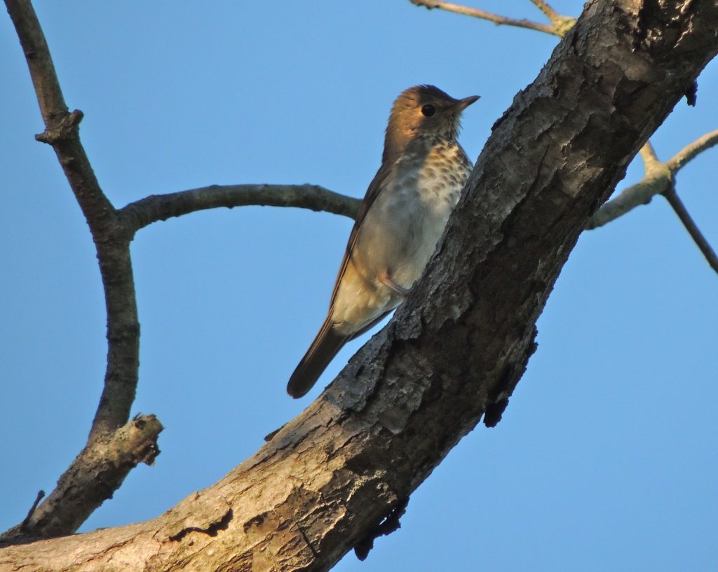 Swainson's Thrush