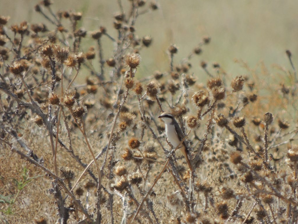 Turkestan Shrike