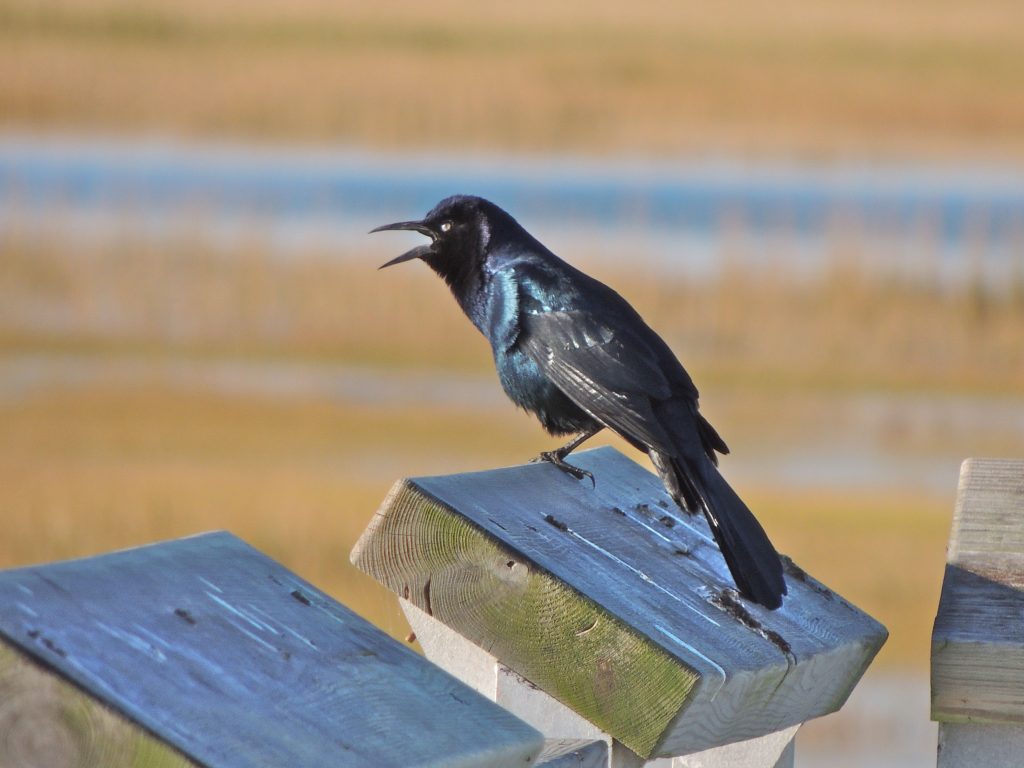 Boat-tailed Grackle