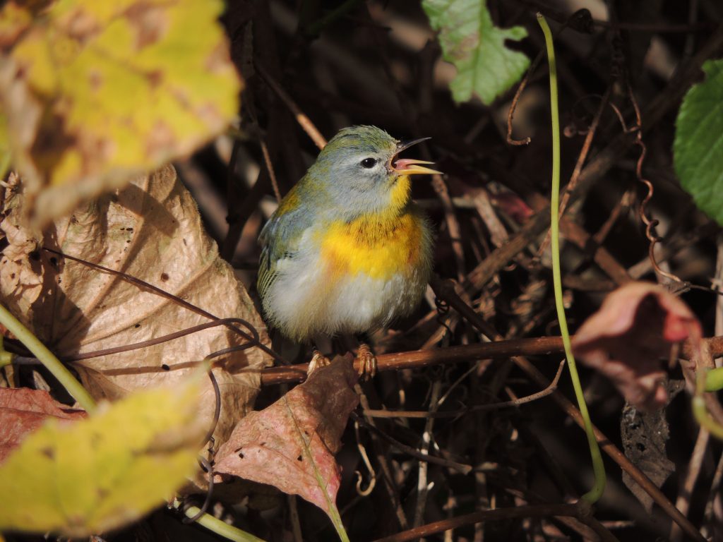 Northern Parula