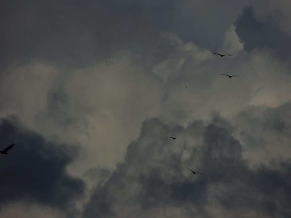 Turkey Vultures in an October sky