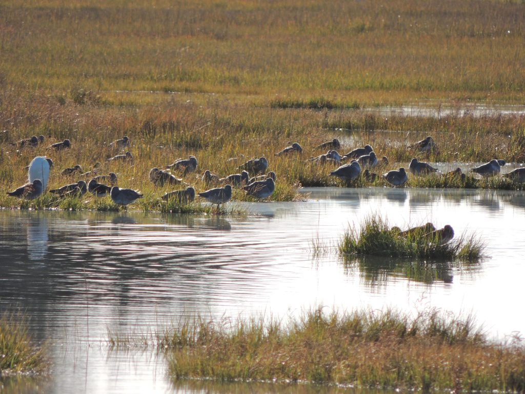 Greater Yellowlegs