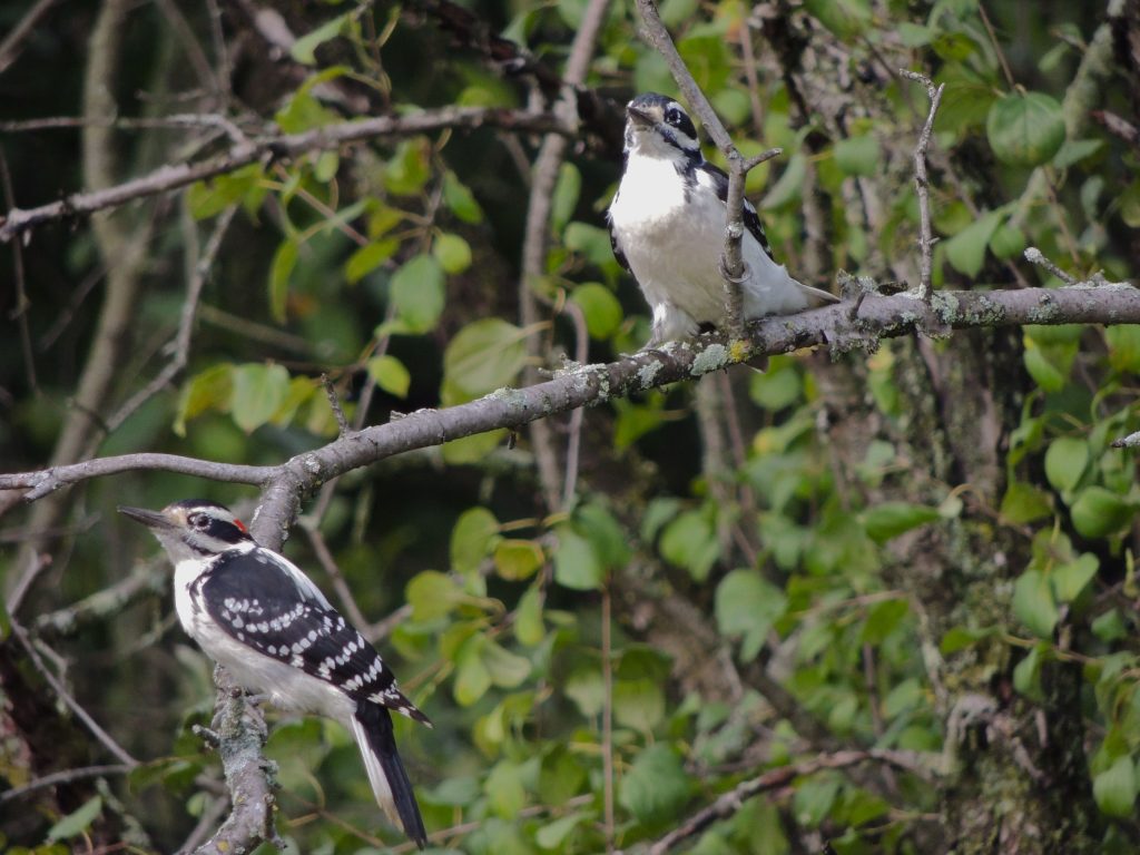 Hairy Woodpeckers