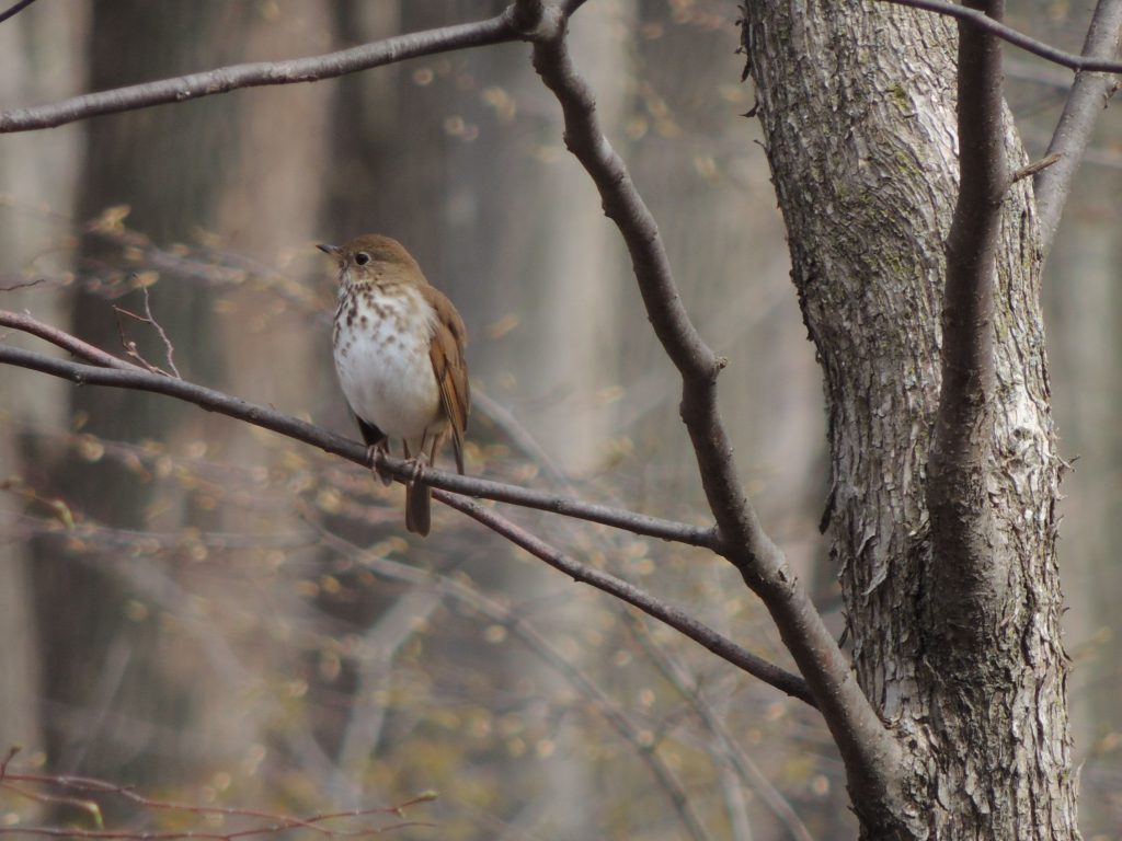 Hermit Thrush