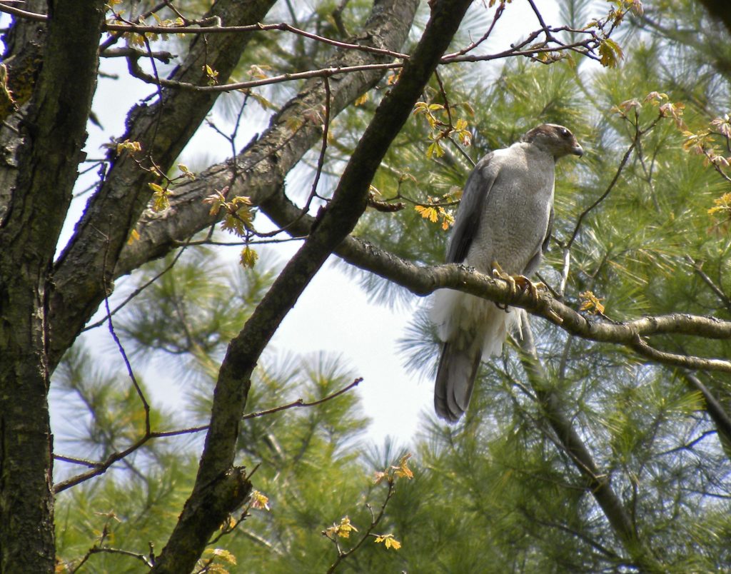 Northern Goshawk. Photographed in spring not far from its nest site