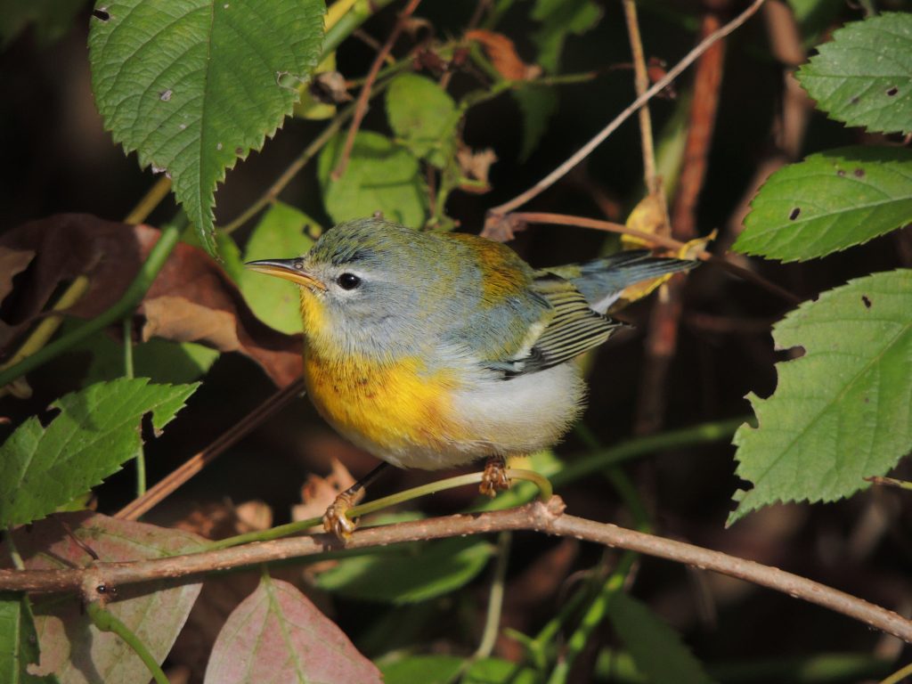 Northern Parula