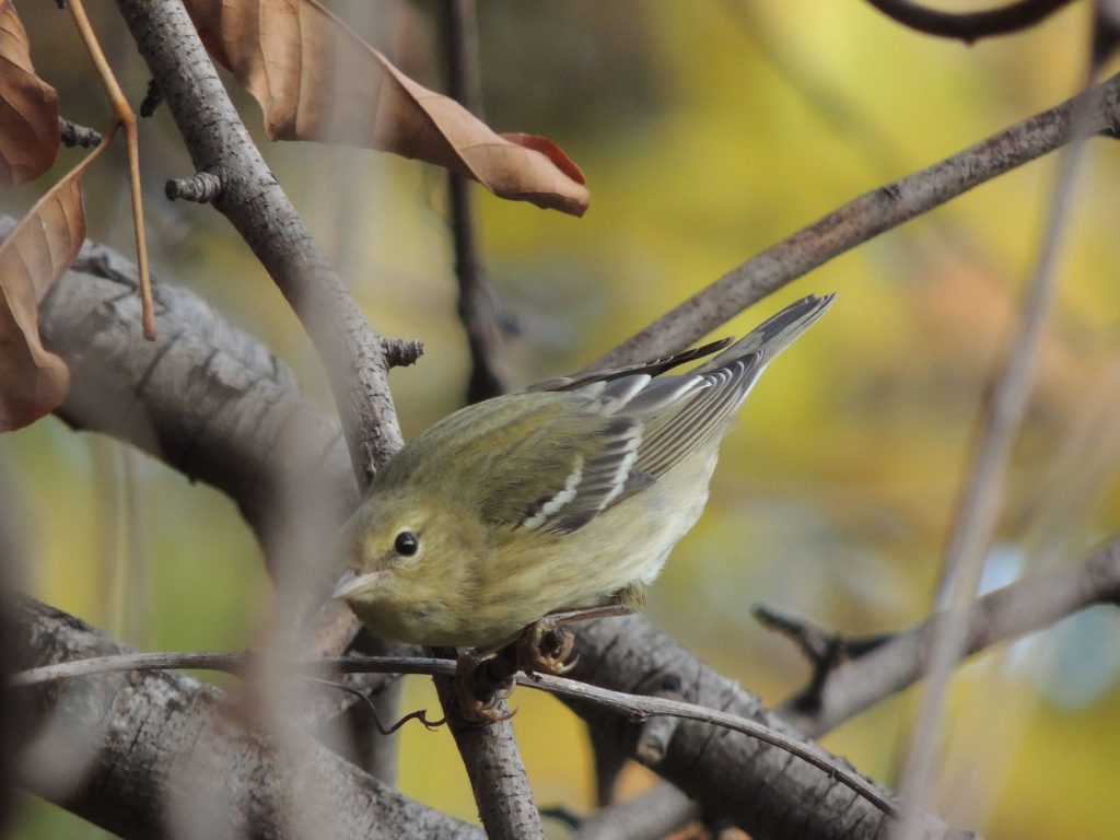 Blackpoll Warbler