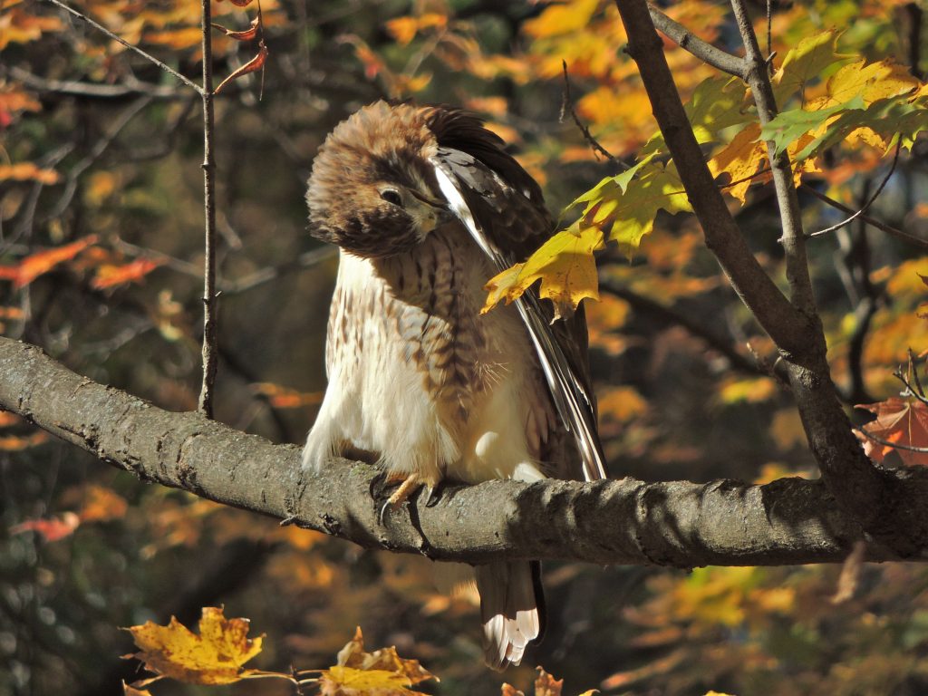 Red-tailed-Hawk