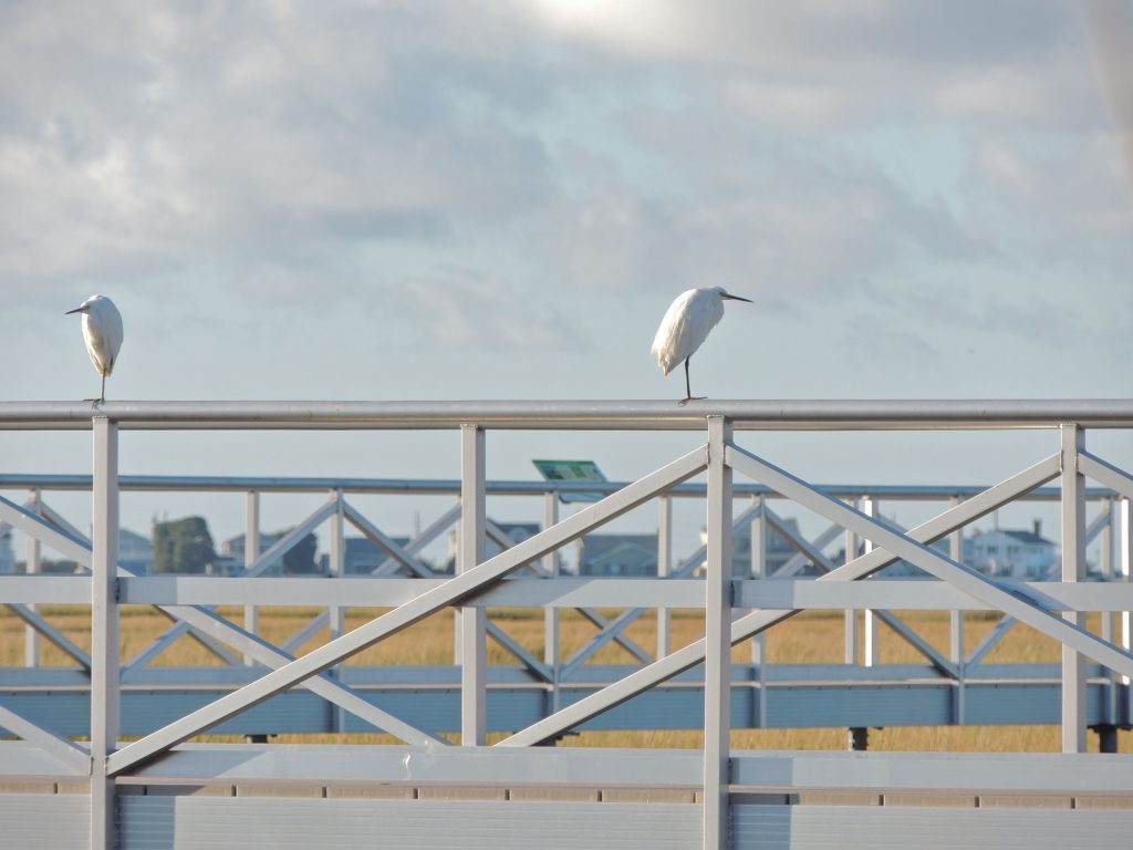 Snowy Egrets