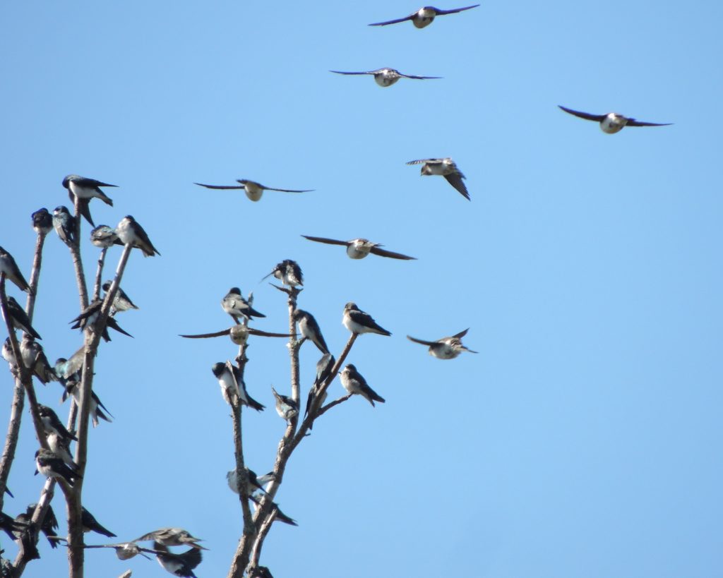 Tree Swallows