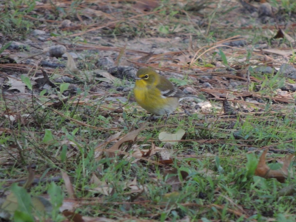 Pine Warbler