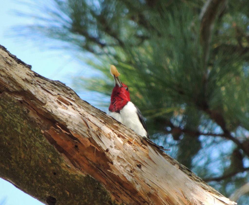 Red-headed Woodpecker