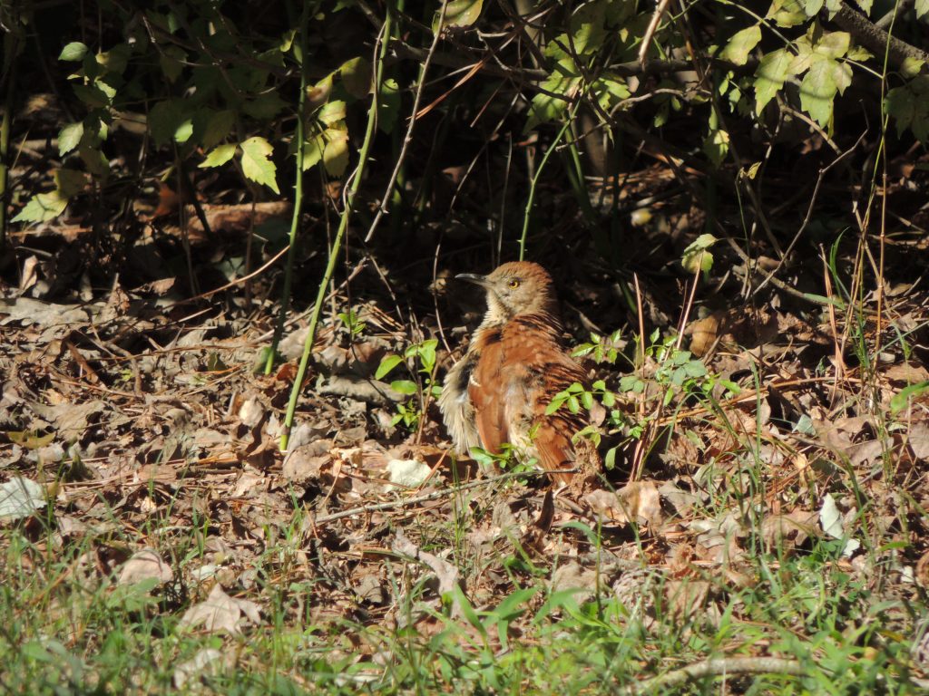 Brown Thrasher