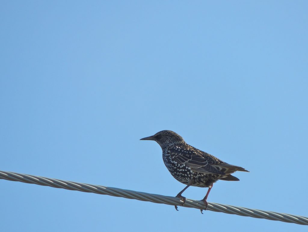 European Starling