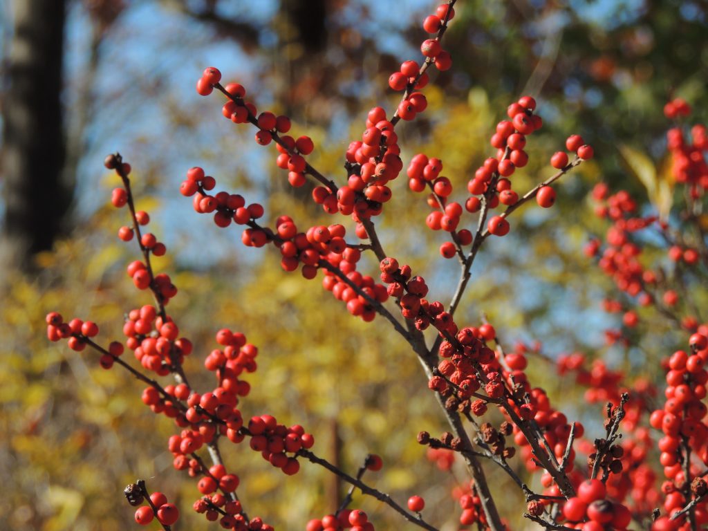 Winterberry Holly - Ilex verticillata