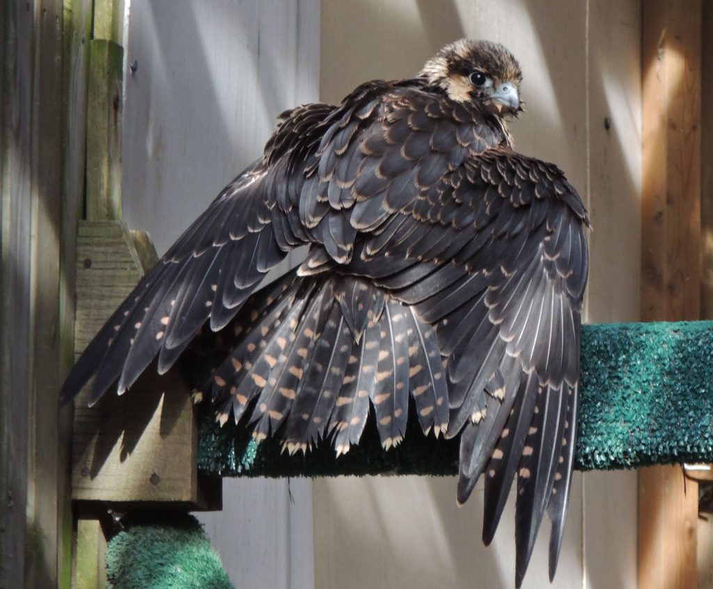 Peregrine Falcon - young and recovering from surgery.