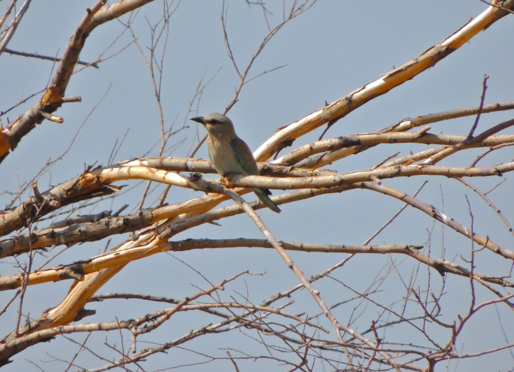 european-roller-chokpak-pass