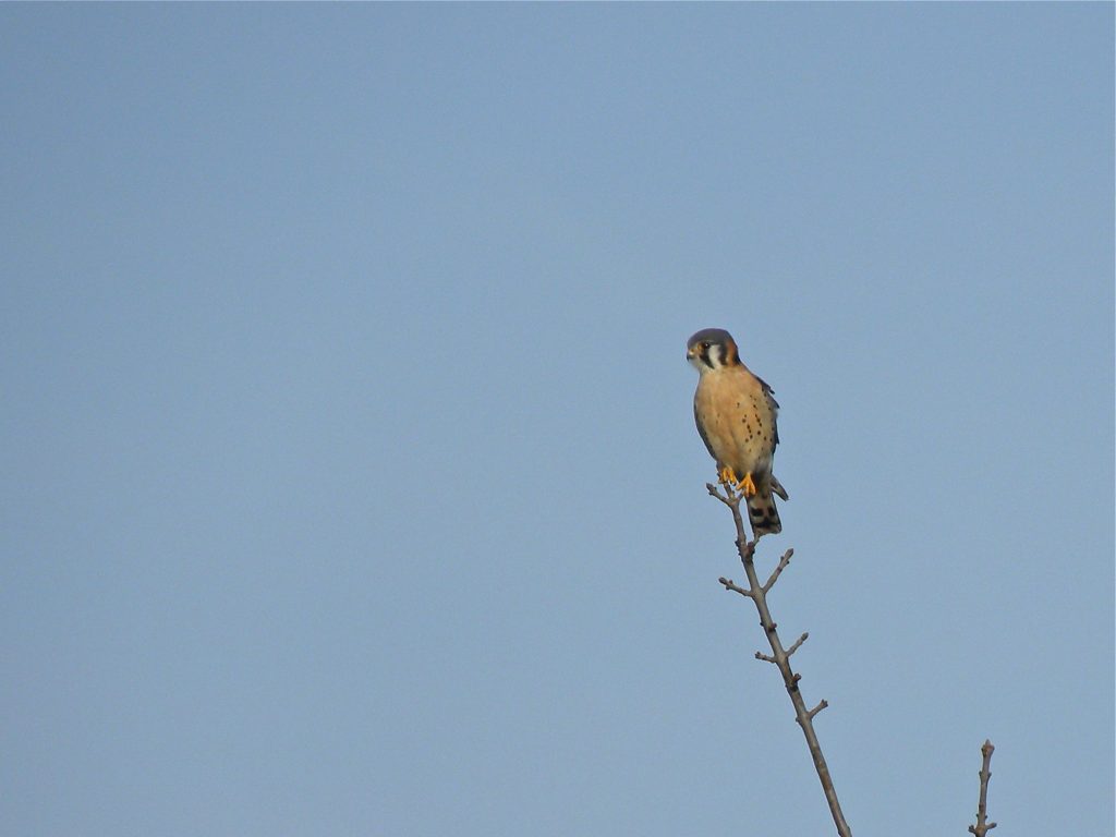 american-kestrel