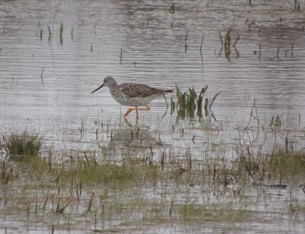 Greater Yellowlegs