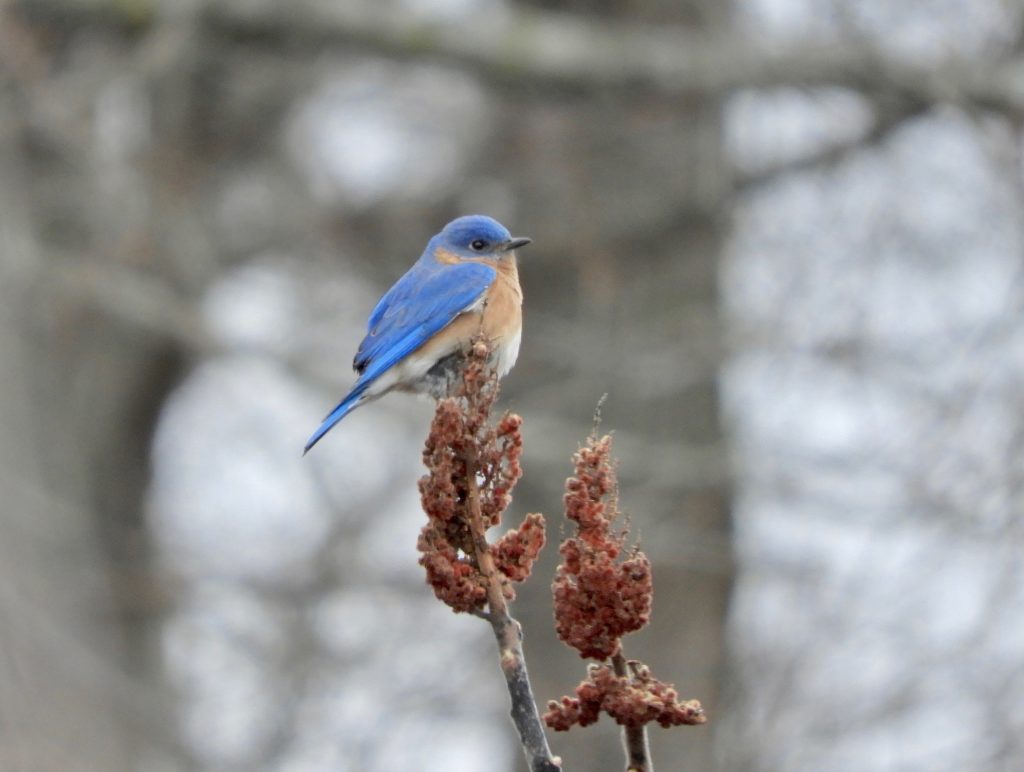 EASTERN BLUEBIRD  The Texas Breeding Bird Atlas