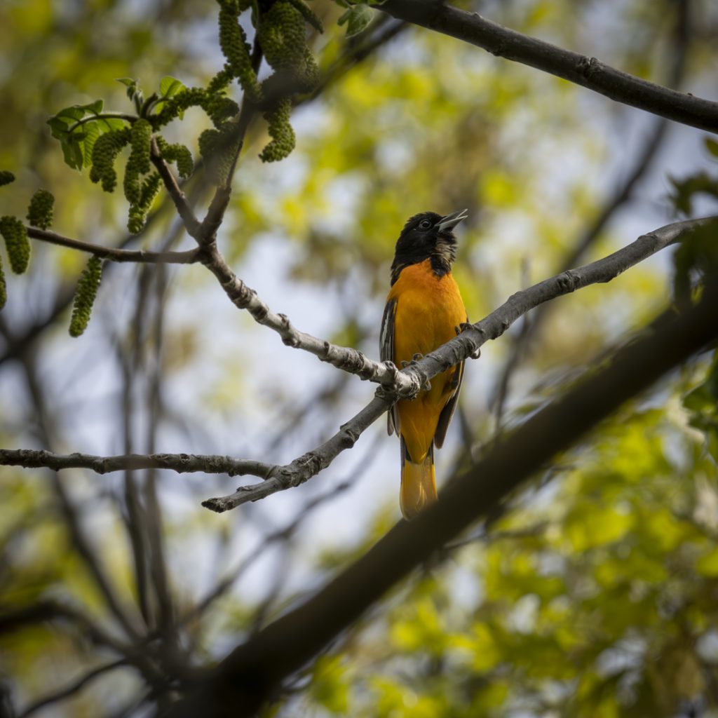 Baltimore Oriole and Cape May Warbler: May 2021