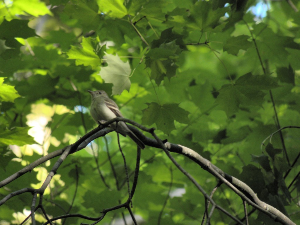 Acadian Flycatcher