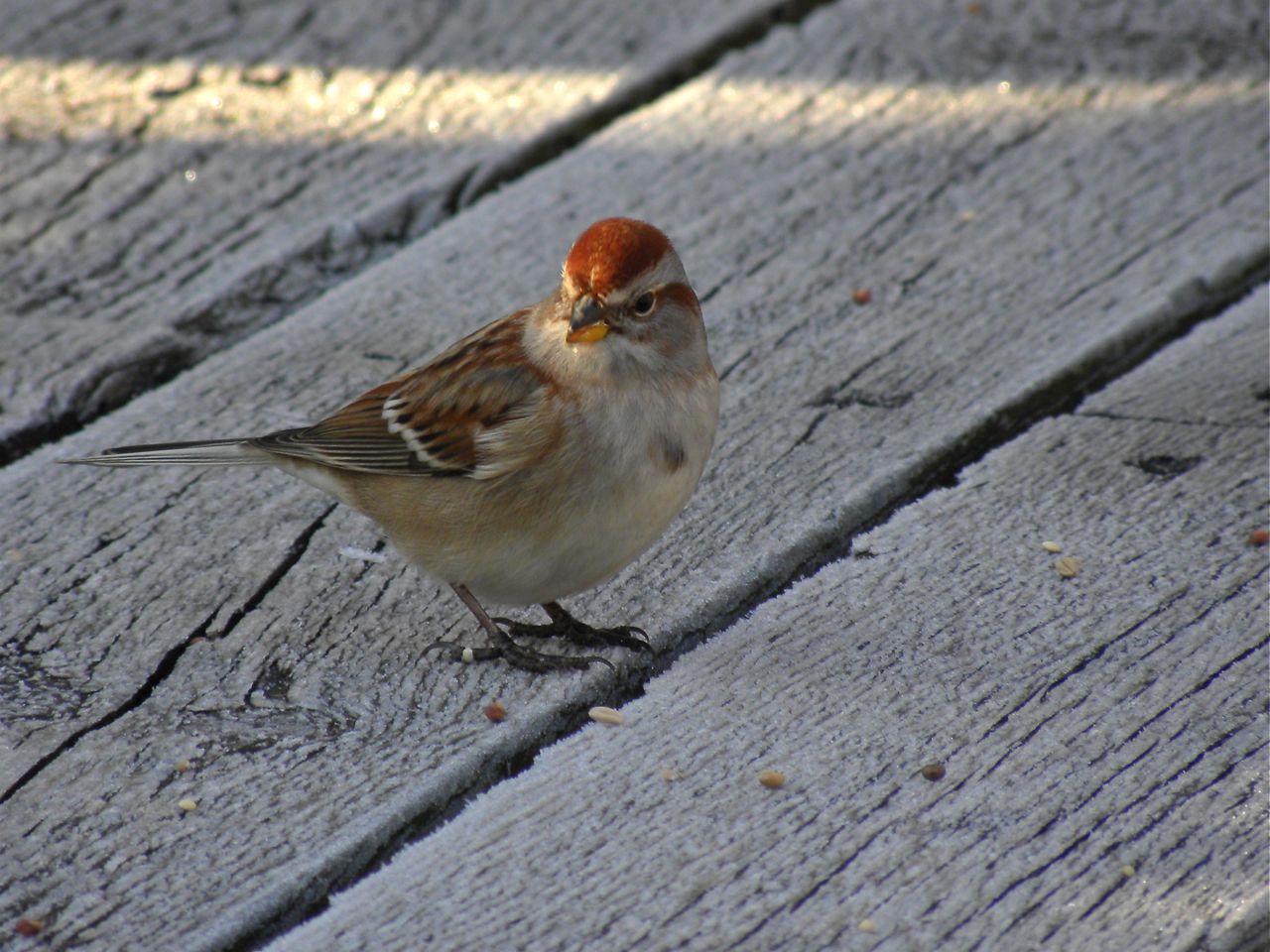 American Tree Sparrow 2