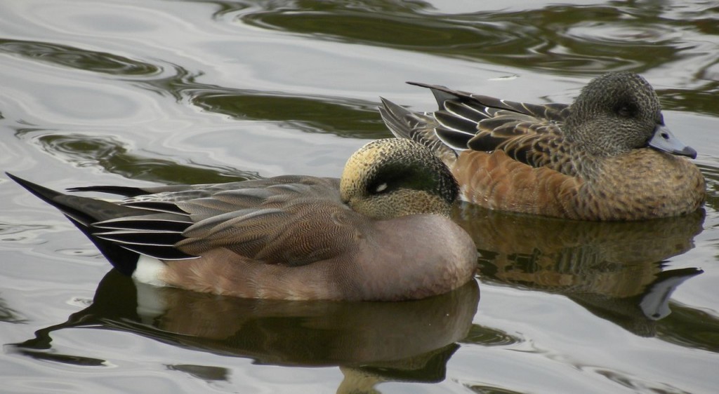 American Widgeon pair.