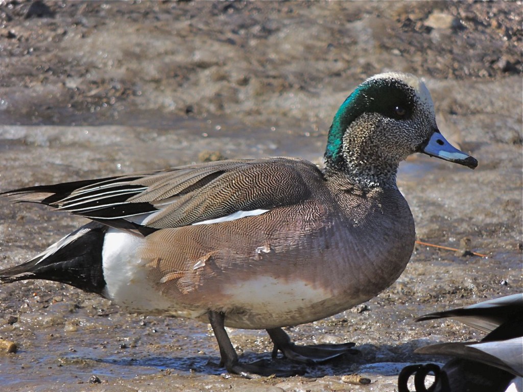 American Wigeon