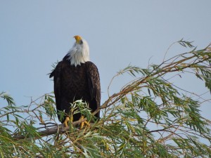 Bald Eagle. Mosaic ponds Nr Dunnville