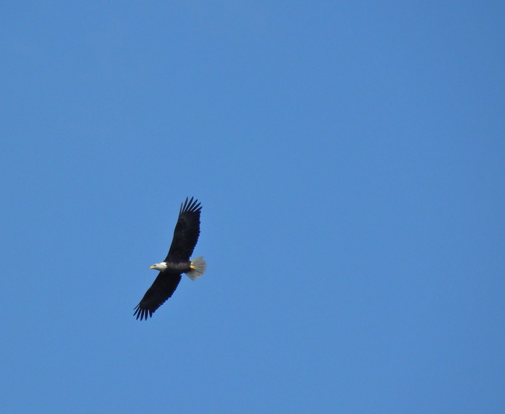 Circling Bald Eagle