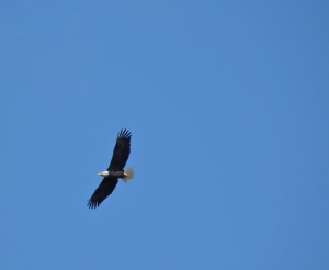 Bald Eagle. RBG Cootes P. Sept 11 2012