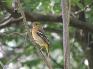 Young female Baltimore Oriole